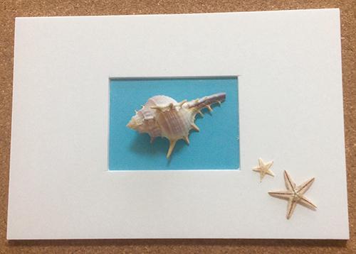 「プレゼントを兼ねた貝のカード」の完成写真