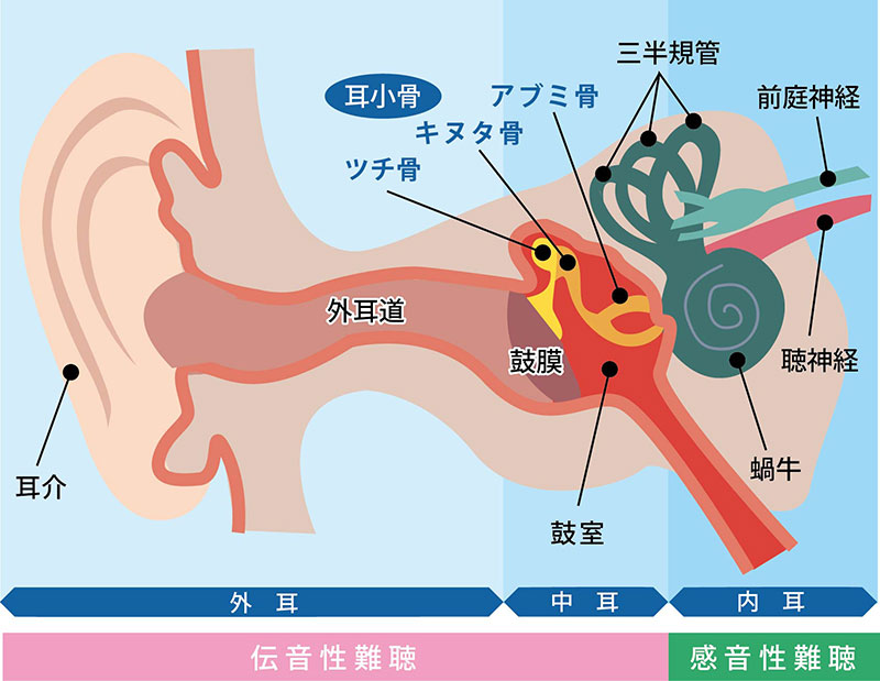 耳の構造の図