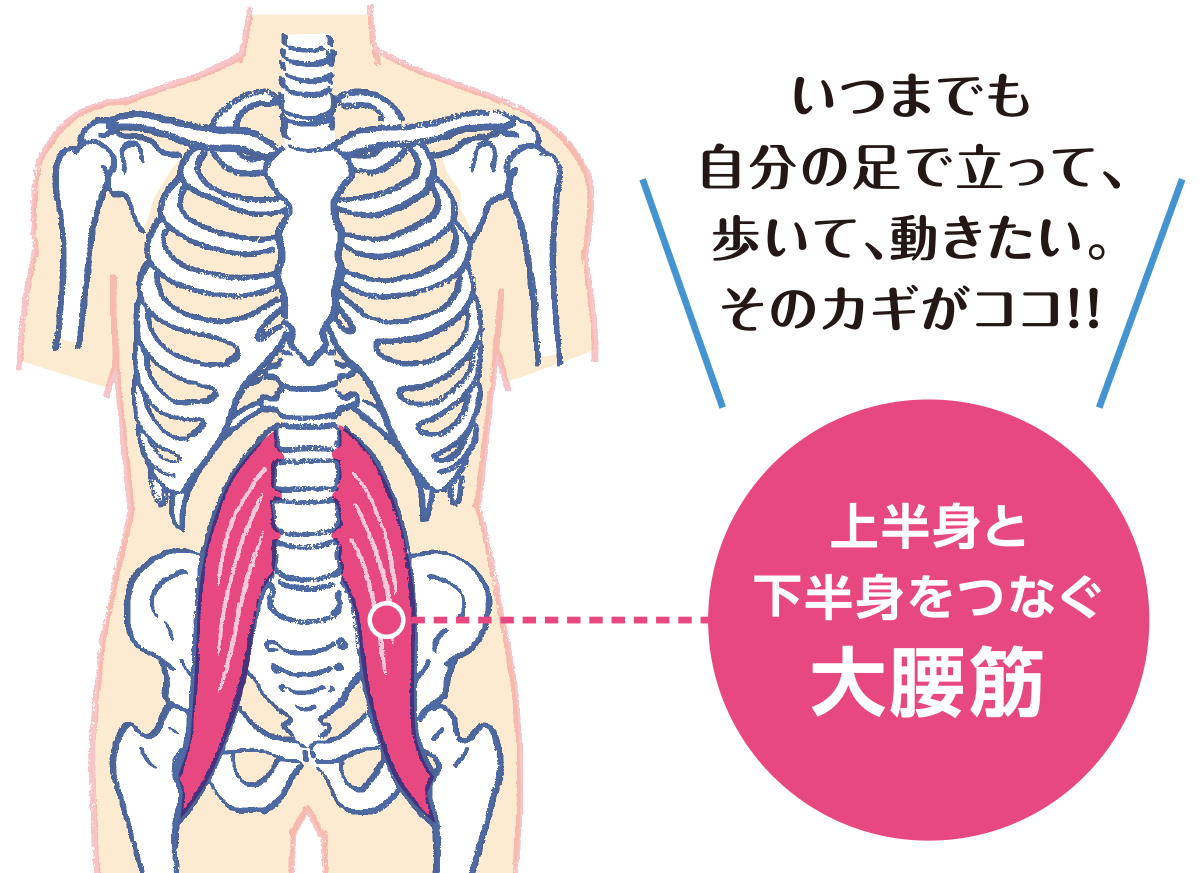 ベストコレクション 人体図 女性 イラスト 無料の透明イラスト画像