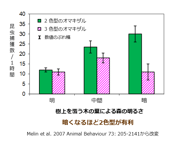 ２色型色覚のオマキザルと３色型色覚のオマキザルの昆虫捕獲数のグラフ（樹上を覆う森の明るさが暗くなるほど２色型のオマキザルの方が有利）