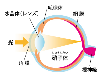 目の断面図