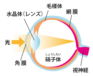 正常な目の断面図