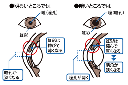 「明るいところ」と「暗いところ」での瞳（瞳孔）の変化